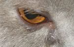 Как навсегда избавиться от выделений из глаз у животных?