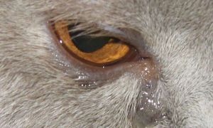 Как навсегда избавиться от выделений из глаз у животных?